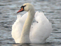 Mute Swan